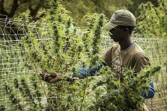 hemp